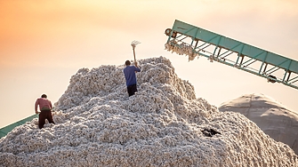 Забранен китайски памук е открит в 19% от стоките на търговците на дребно в САЩ и по света