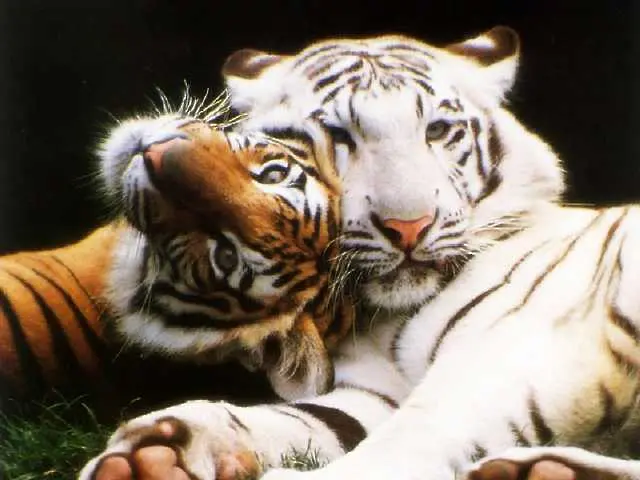 Ще бъде ли китайската година на тигъра последната за дивите котки?