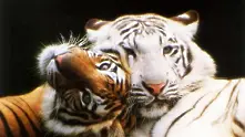 Ще бъде ли китайската година на тигъра последната за дивите котки?