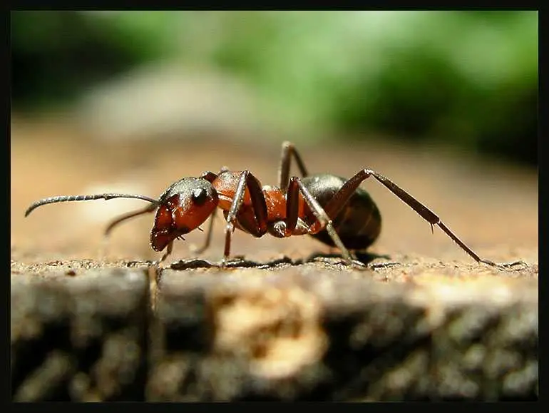 Мравките виждат миризми