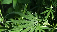 Вашингтон разреши марихуаната по здравословни причини