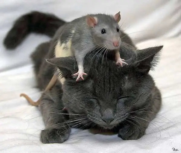 Мишките разпознават котките по миризма от урината им