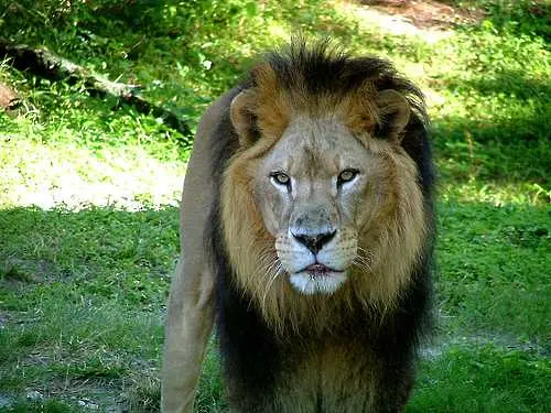 Тънък намек - вместо на премиера, ГЕРБ прави подарък на лъвовете за 30 000 лева