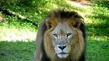 Тънък намек - вместо на премиера, ГЕРБ прави подарък на лъвовете за 30 000 лева