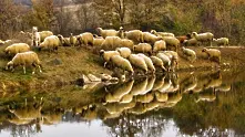 Екзотична почивка за британци - овчари в Стара планина