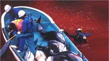 Сблъсъци между еколози, патриоти и полиция на премиера на документален филм за лов на делфини