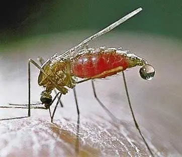 Нов вид комар открит в Перу