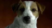 Куче цитира филми в реклама на „Байер”