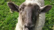 Спасете Земята - хранете овцете с къри!