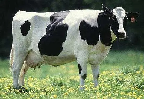 Британци разследват продажбата на мляко от клонирана крава