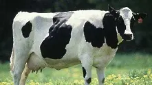 Британци разследват продажбата на мляко от клонирана крава
