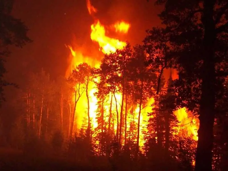 Пожарите в Русия опустошиха гори за 300 млрд. долара