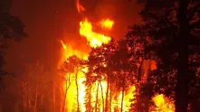Пожарите в Русия опустошиха гори за 300 млрд. долара