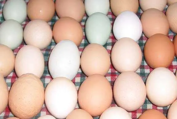 Изтеглят 550 млн. яйца от пазара в САЩ заради салмонела