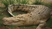 В Северна Франция затварят плажове заради крокодил