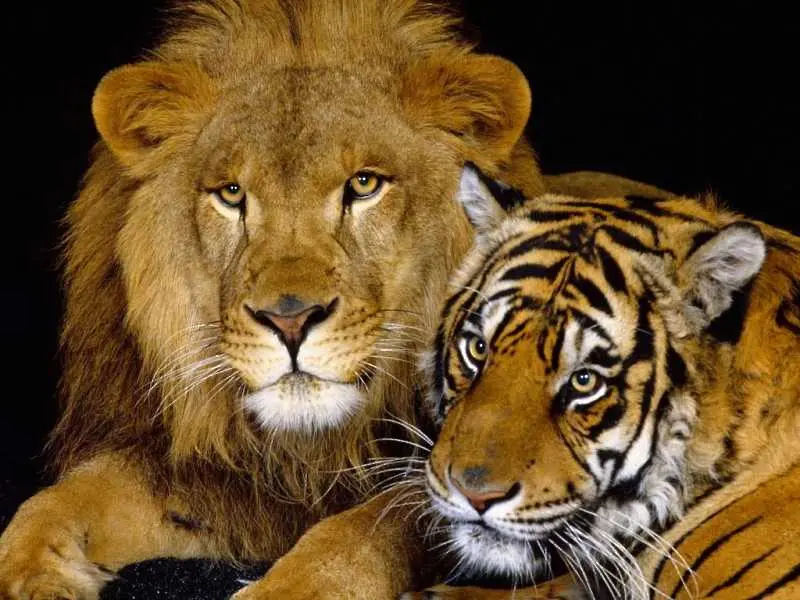 В Тайван се роди ново животно - лайгър, кръстоска на лъв и тигър 