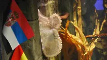 Октоподът Паул - герой във филм на БНТ