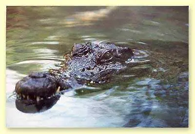 Виц: Финансовият директор и крокодилите