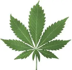 Калифорния прави референдум за легализация на марихуаната   