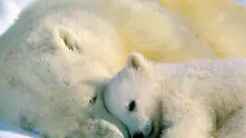 Нова надежда за изчезващите бели мечки