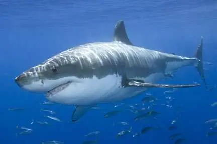 Акули нападнаха туристи в египетски курорт