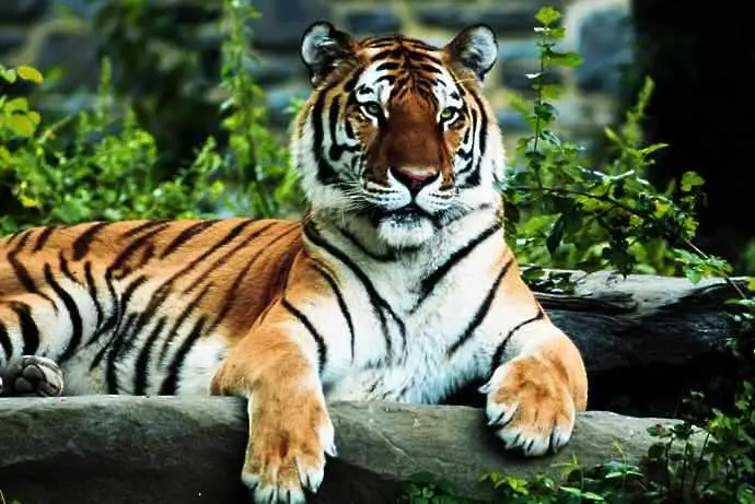 Путин събира световни лидери да спасяват тигрите