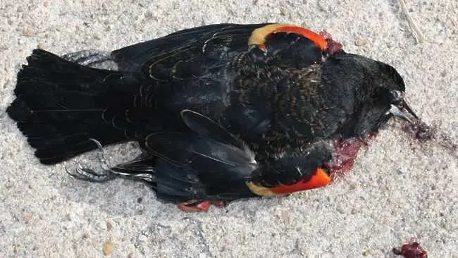 Шокиращо разкритие: Съветник на Буш убит заради мъртвите птици в Арканзас