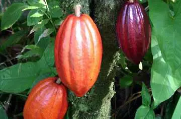 Шоколадът поскъпва. Кот д’Ивоар спира износа на какао