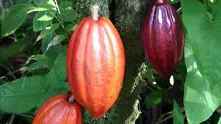 Шоколадът поскъпва. Кот д’Ивоар спира износа на какао