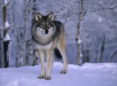 ЕК разследва Швеция за лов на вълци