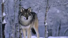ЕК разследва Швеция за лов на вълци