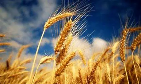 Световните запаси от зърно намаляват с 62 млн. тона