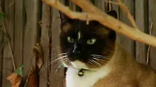 Animal Planet разследва със скрита камера котка клептоманка