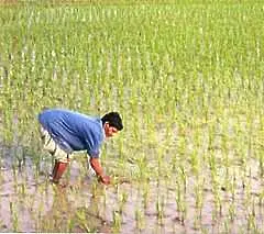 Ген може да спасява оризовата реколта от сушата      
