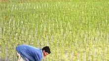 Ген може да спасява оризовата реколта от сушата      