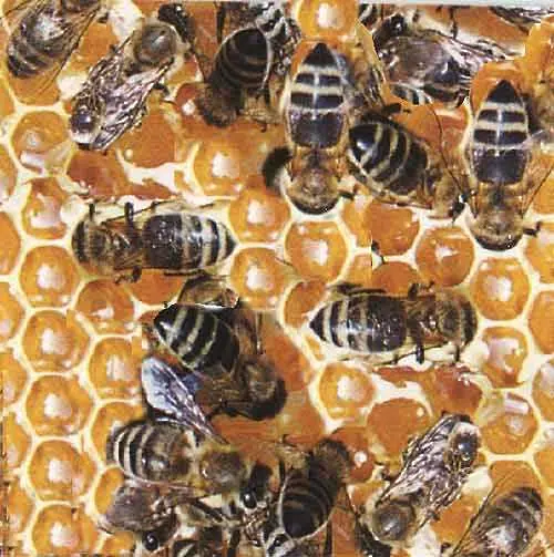 Великобритания разследва кой е виновен за изчезването на пчелите   