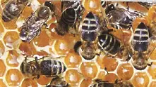 Великобритания разследва кой е виновен за изчезването на пчелите   
