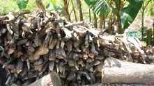 ЕС и Индонезия подписаха сделка за търговията с дървен материал