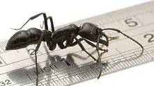 Откриха мравка гигант на 50 млн. години   