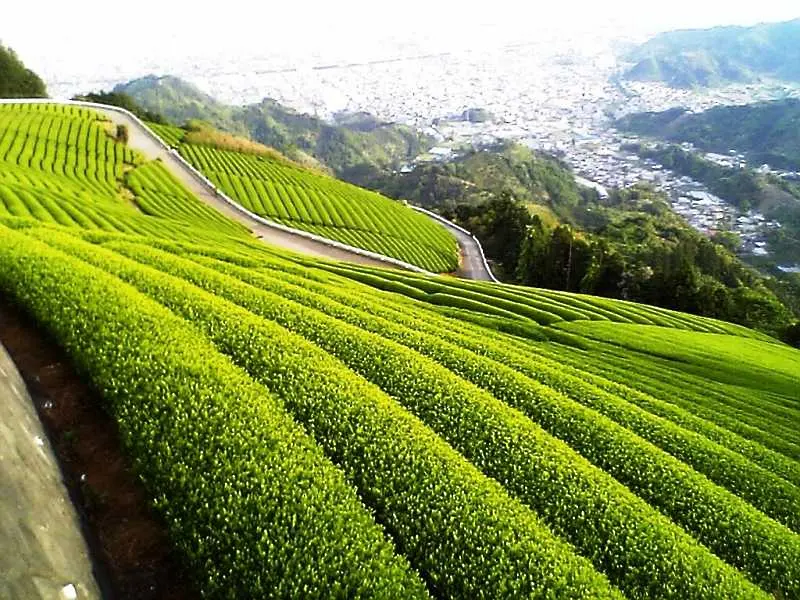 Радиация в японски чай 