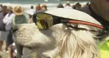 Кучета стават сърфисти (видео)