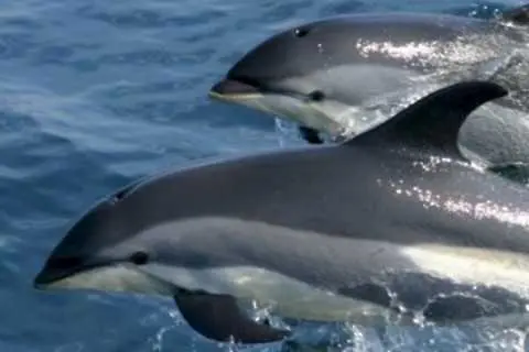 Делфини измират в руската част на Черно море