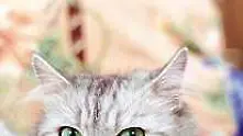 Любов по котешки смая You Tube (видео)