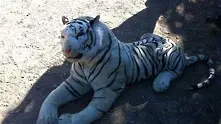 Тигър-играчка изправи на нокти английски полицаи