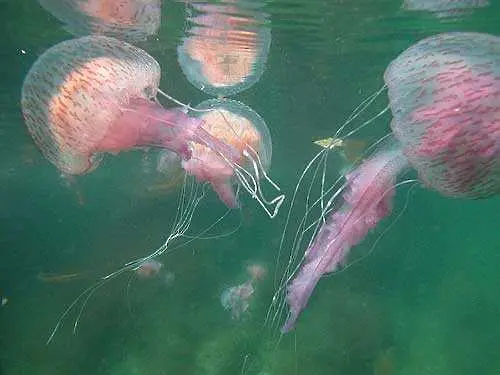 Медузи блокирали охлаждането на японска АЕЦ