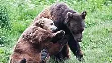 Разхлаждат мечките в Белица със сладолед