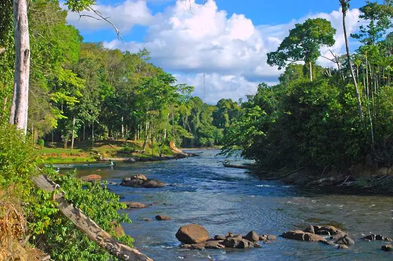 Включиха дъждовните гори в Хондурас и Индонезия в списъка на застрашеното световно наследство   