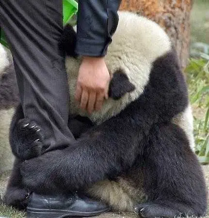 Страхът на една панда след трагедията в Япония