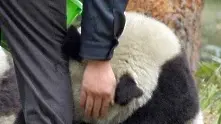 Страхът на една панда след трагедията в Япония