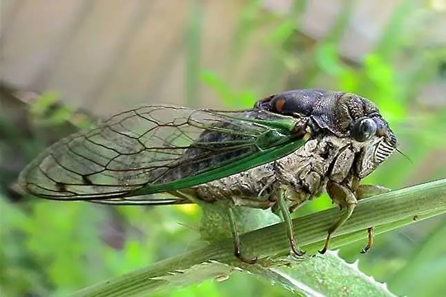 Откриха смеещи се буболечки във Филипините   